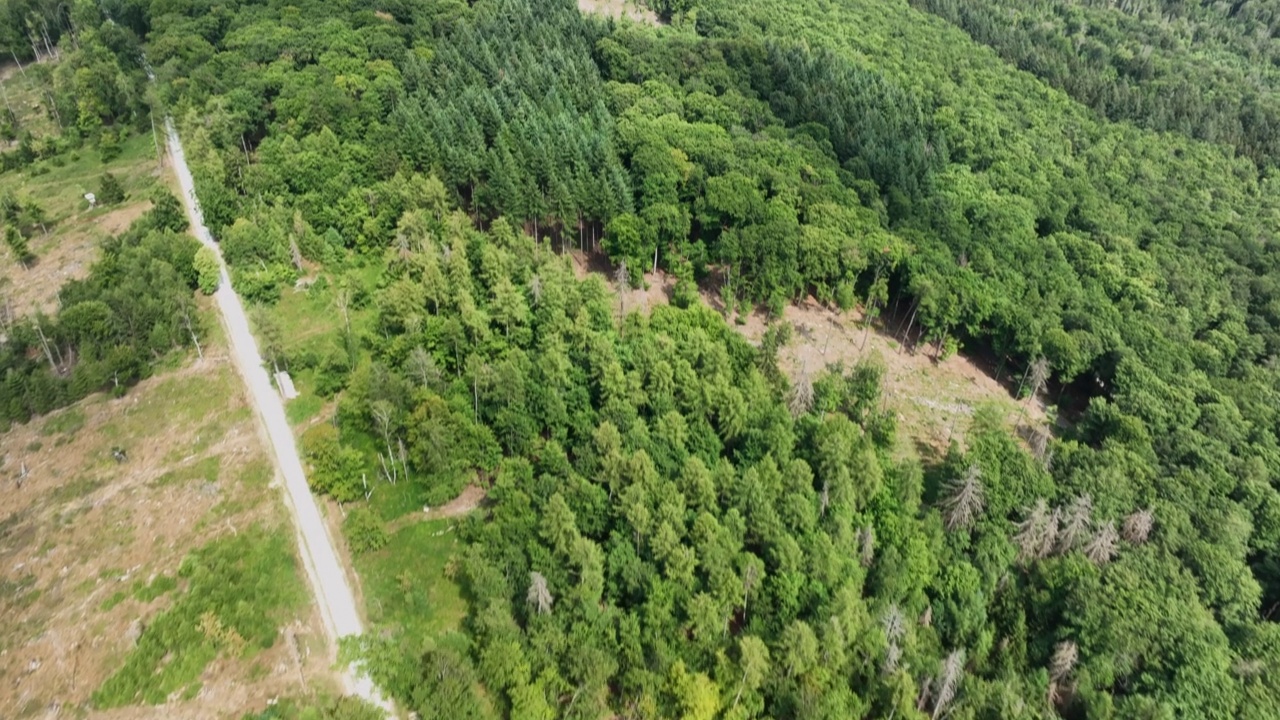 砍伐森林，死树和森林枯死-鸟瞰图视频素材