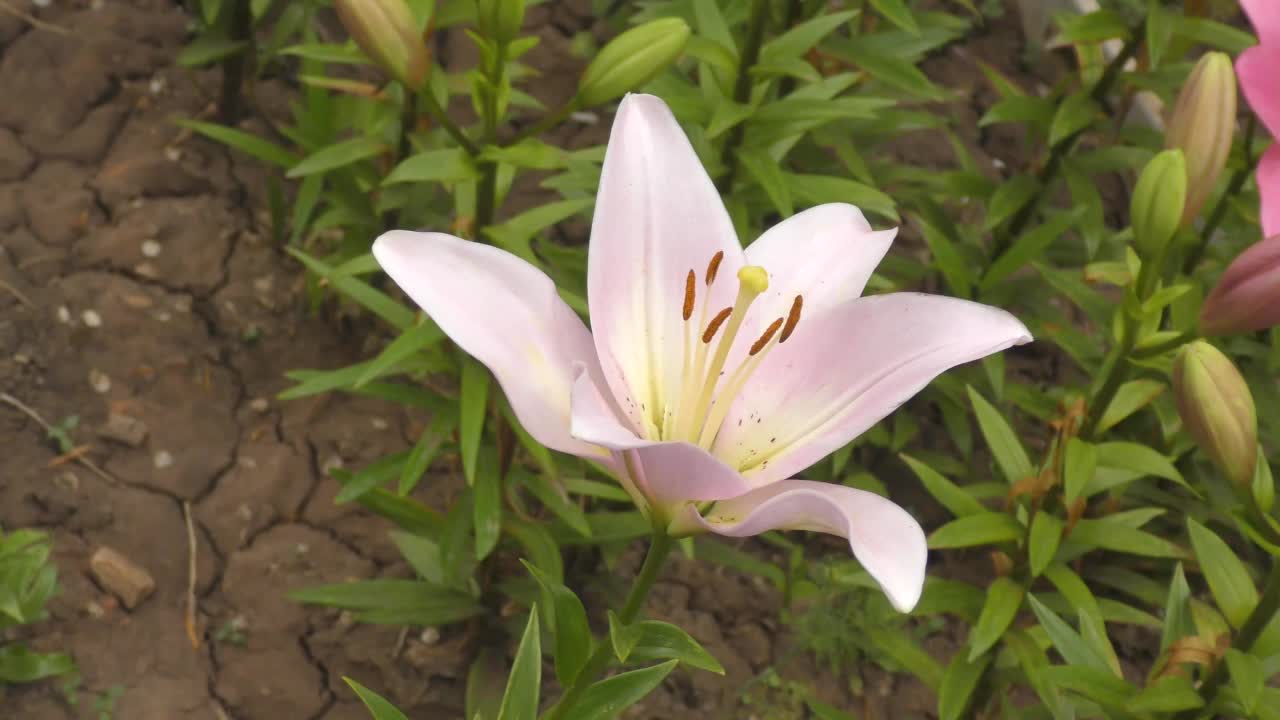 亚洲杂交百合的花，白色粉红色视频素材