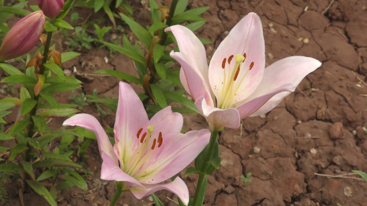 亚洲杂交百合的花，白色粉红色视频素材