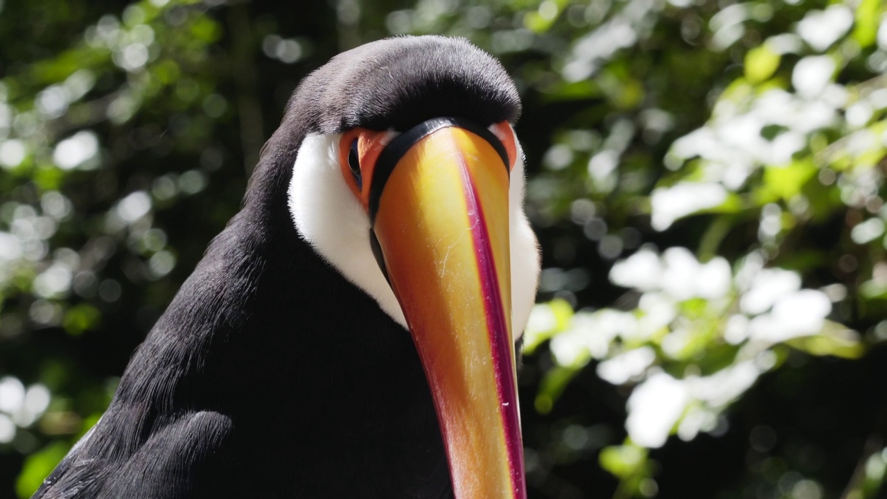 巴西伊瓜苏瀑布附近野生奇异巨嘴鸟的特写镜头视频素材