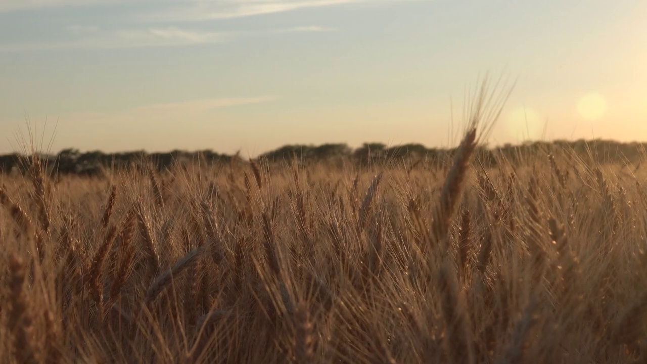 在田野上收获成熟的小麦视频素材