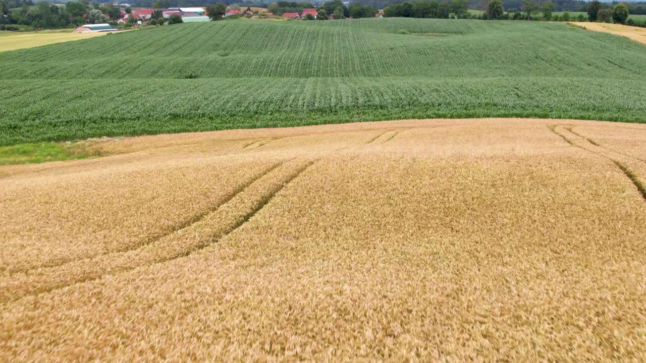 在成熟的金色麦田和玉米地上空飞行。美丽的夏季麦田和玉米地景观。农业食品行业。欧洲波兰。黄熟小麦和玉米收获的鸟瞰图。视频下载