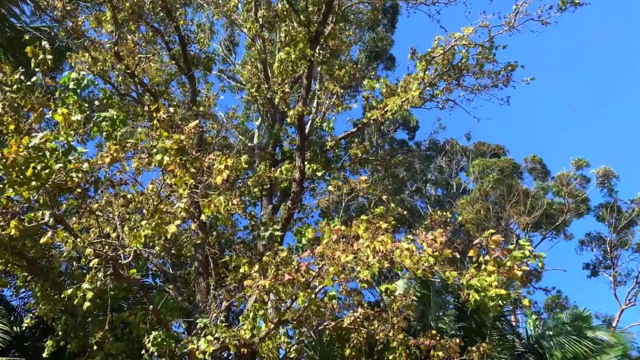 秋天的叶子从树上掉下来视频素材
