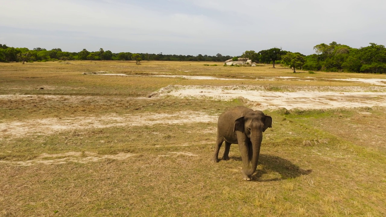 斯里兰卡自然保护区里的大象。视频素材