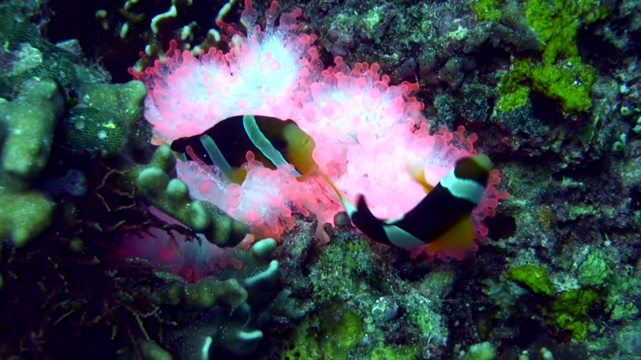 白球触手海葵中的克拉克海葵鱼(clarkii Amphiprion clarkii)视频素材