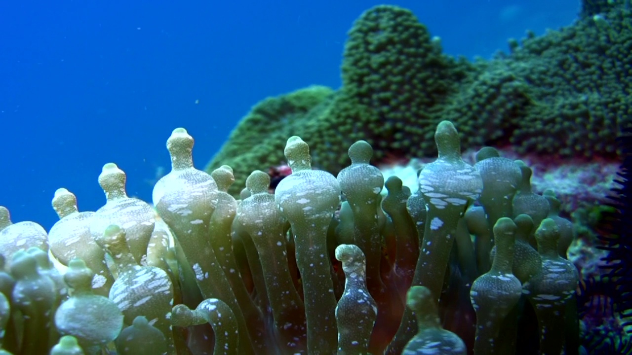 球状触手海葵(四色Entacmaea)，特写视频素材