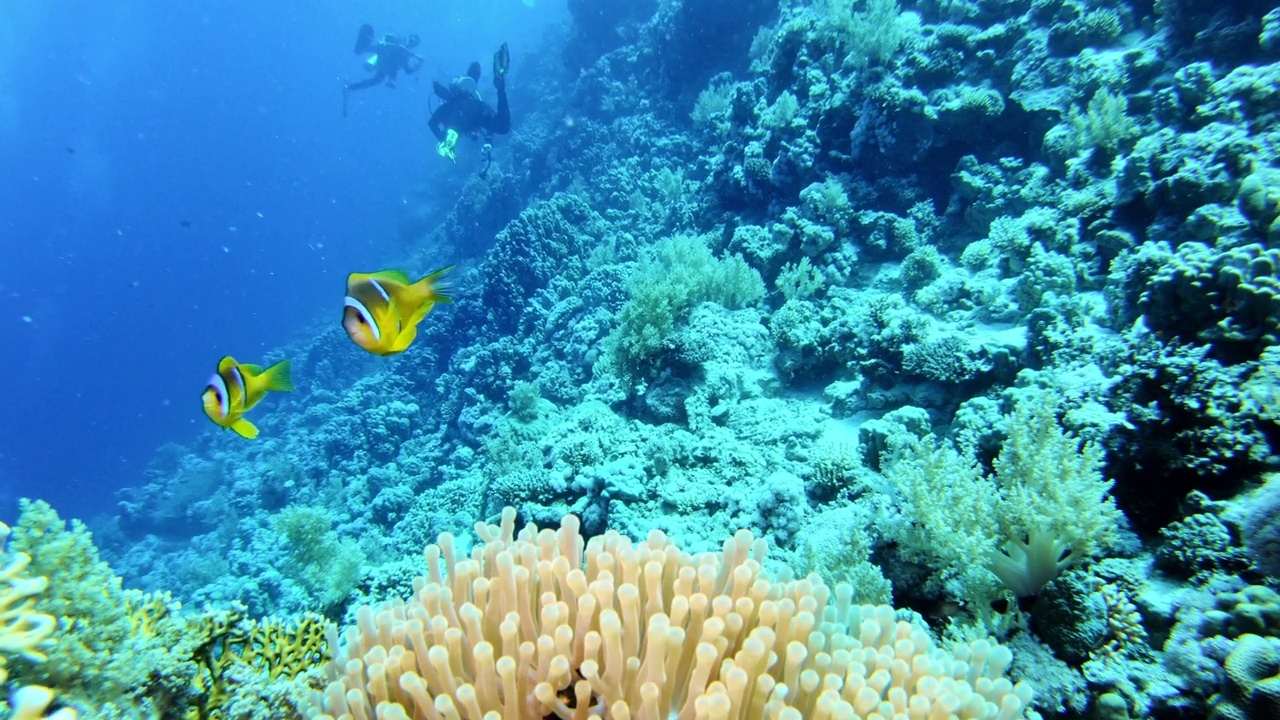 热带海洋中的小丑鱼和海葵珊瑚。水下拍摄视频素材
