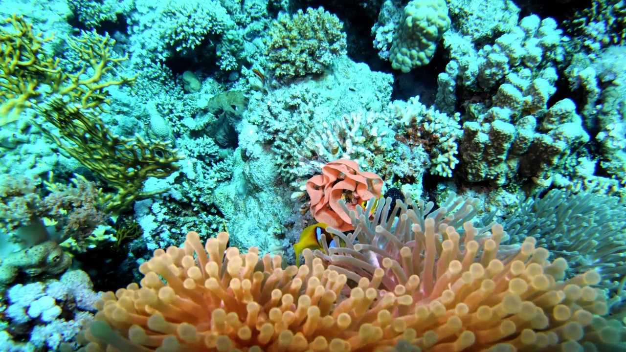 热带海洋中的小丑鱼和海葵珊瑚。水下拍摄视频素材