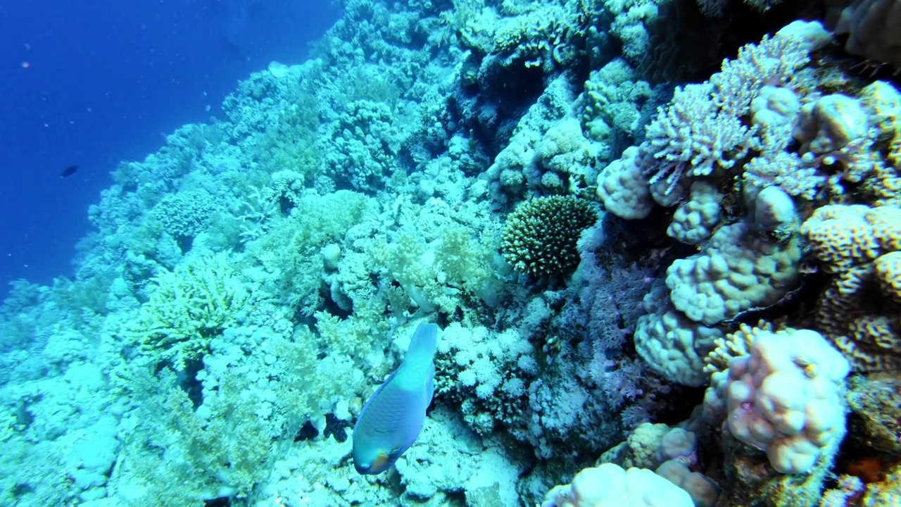 水下生活。热带海域有多种鱼类的珊瑚礁。潜水员轮廓视频下载