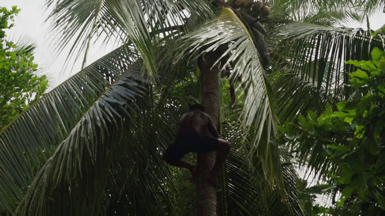 巴布亚人快速从椰子树上爬下来视频素材