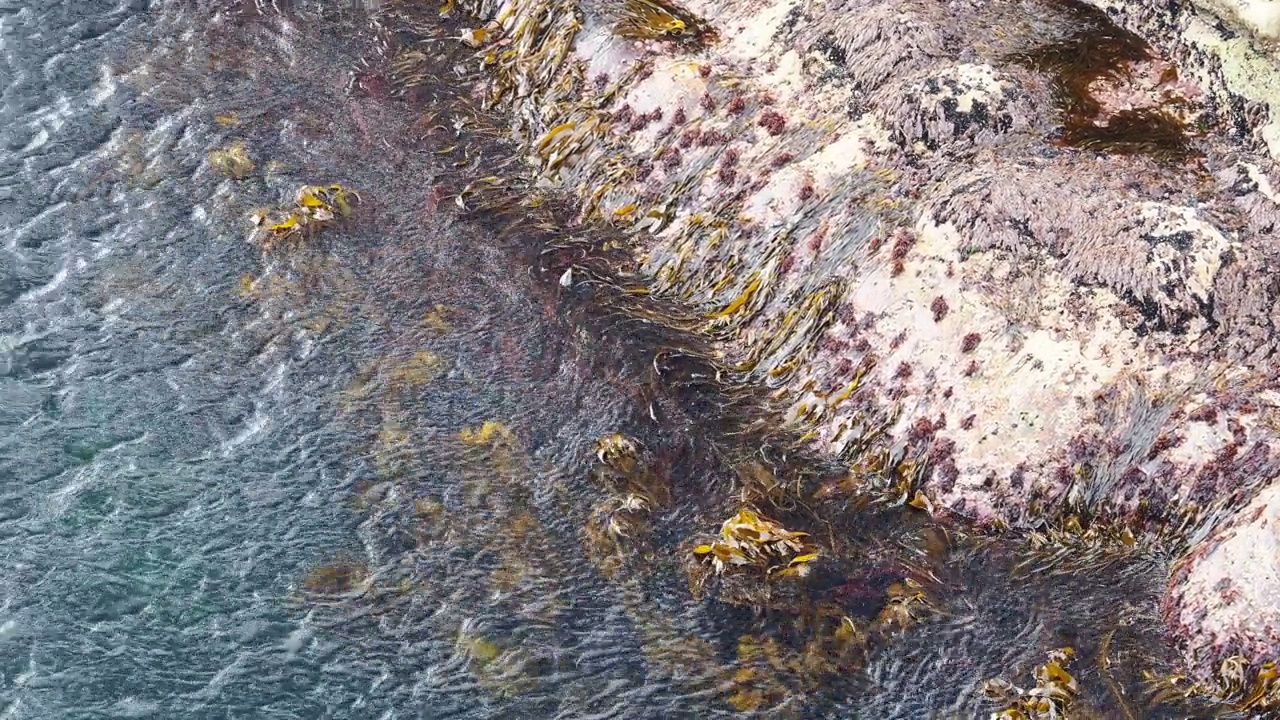 生长在英国苏格兰设得兰群岛赫克斯特海岸岩石上的海带。视频素材