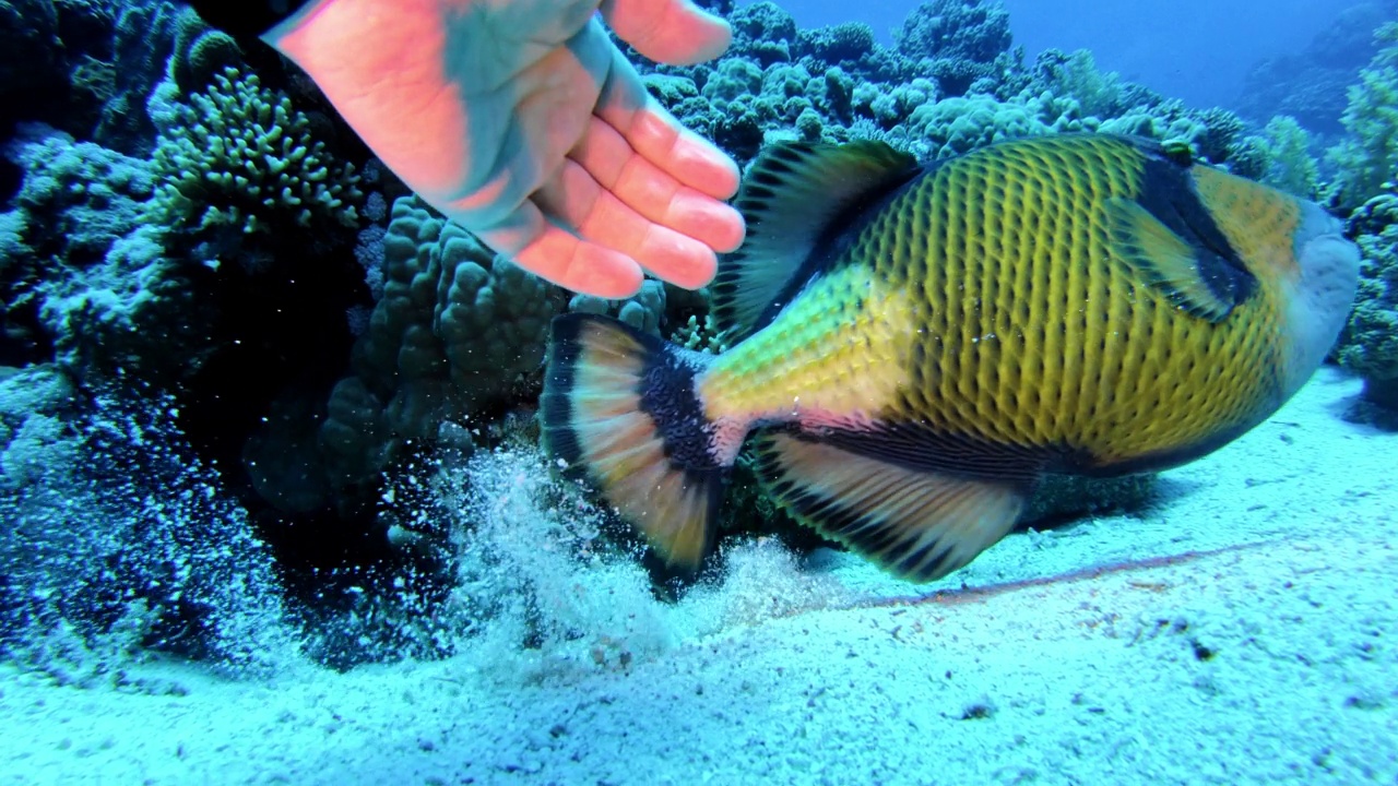 水下生活。热带海域有外来鱼类的珊瑚礁视频下载