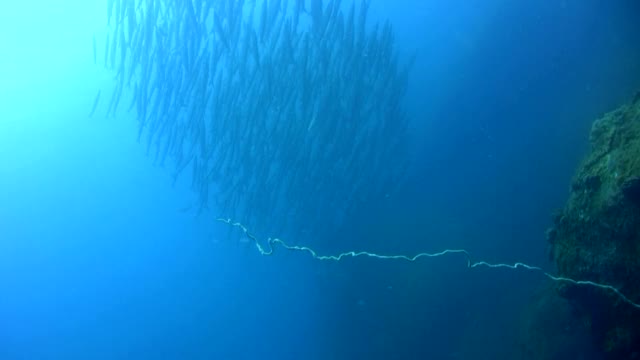 Chevron barracuda (Sphyraena putnamae)学校球从下面视频素材