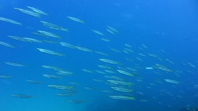 黄尾梭鱼(Sphyraena flavicauda)从前面到旁边在礁石上聚集视频素材