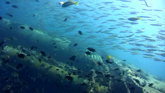 沉船顶部的黄尾梭鱼(Sphyraena flavicauda)视频素材