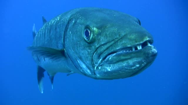 大梭鱼(Sphyraena barracuda)近侧视频下载