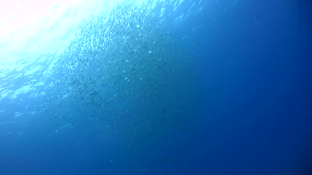 钻石鱼群（Monodactylus argenteus）视频素材