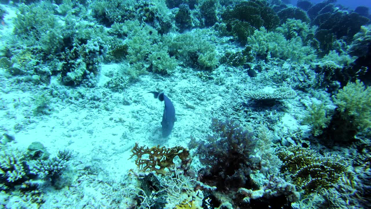 水下生活。热带海域有多种鱼类的珊瑚礁视频下载
