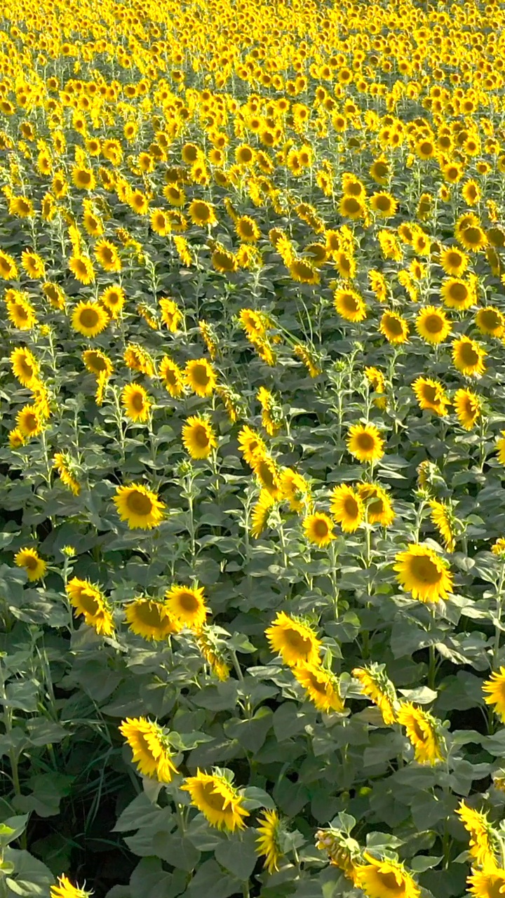 从无人机pov俯瞰夏天盛开的向日葵田，黄色花头盛开的高角度视图视频素材