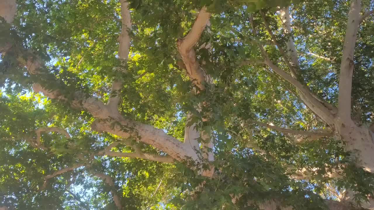 800岁大梧桐树的树枝视频素材