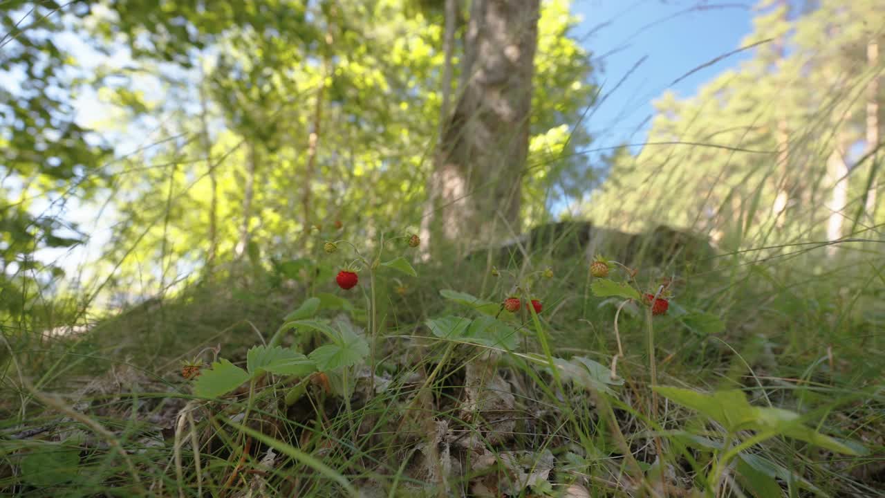 爱沙尼亚地面上的小野生草莓视频下载