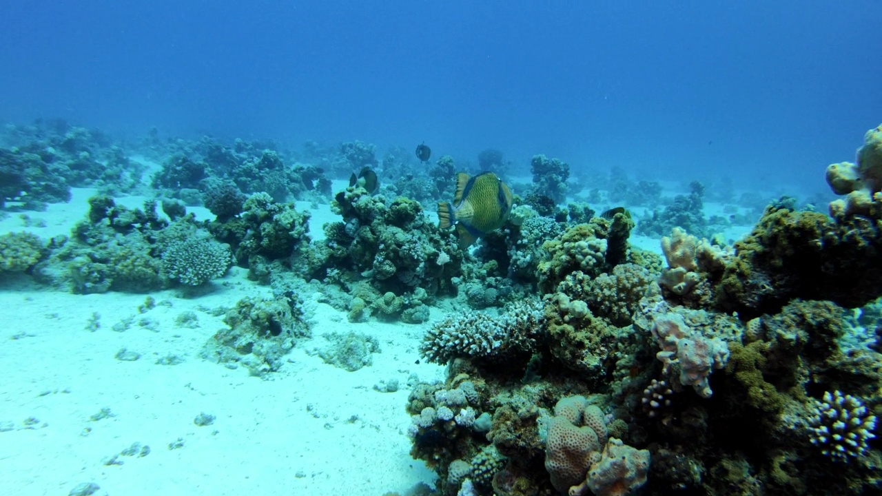 水下生活。热带海域有多种鱼类的珊瑚礁视频下载