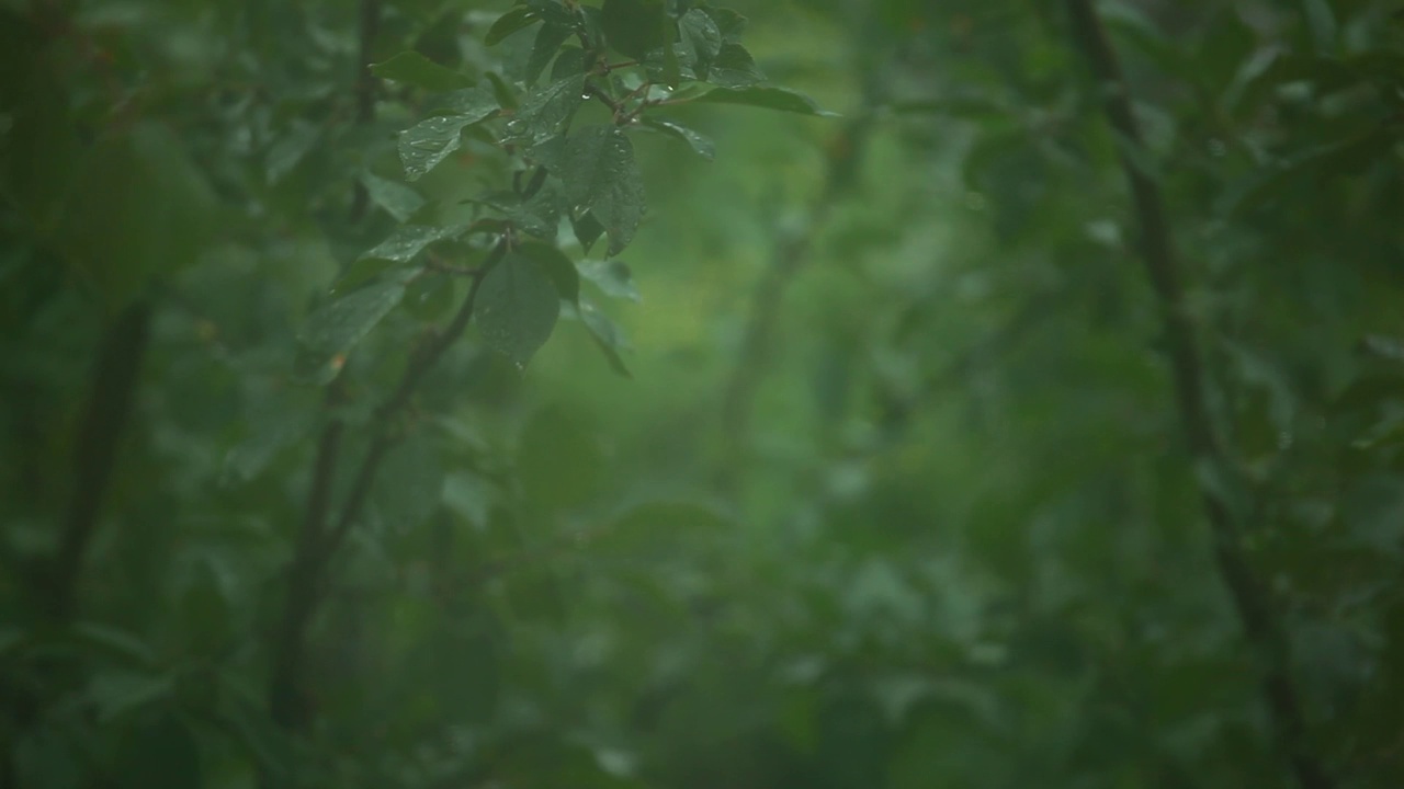 雨树背景的镜头视频素材