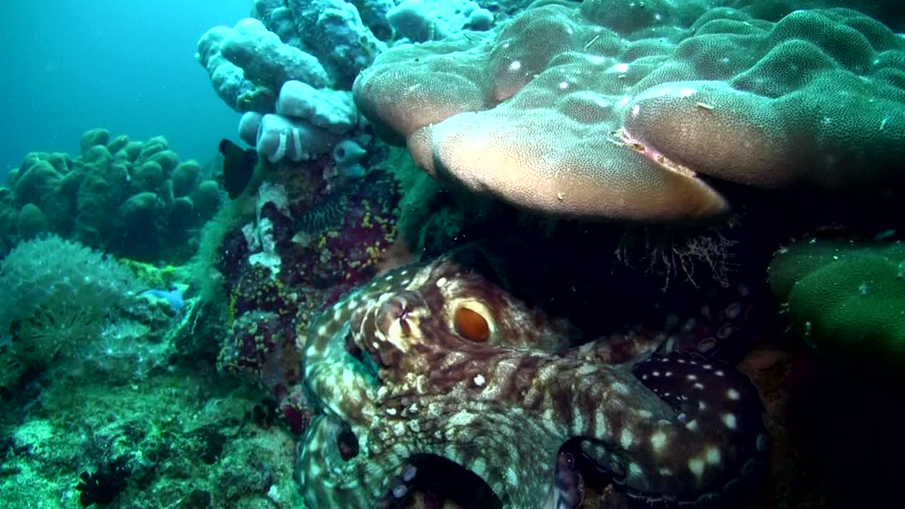 常见的暗礁章鱼(octopus cyanea)爬行视频素材
