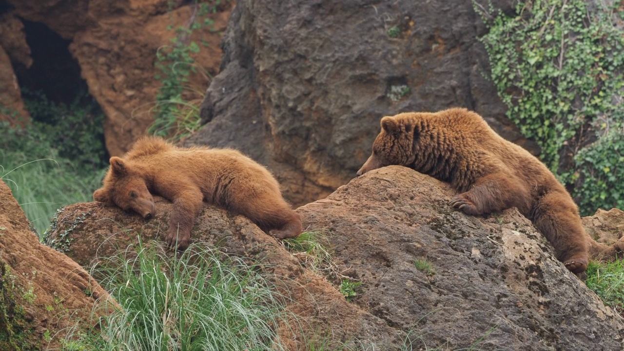 一只雌性欧洲棕熊在岩石上睡觉，旁边是一只幼崽，突然另一只幼崽出现了，想和他的弟弟玩。熊属arctos。视频素材
