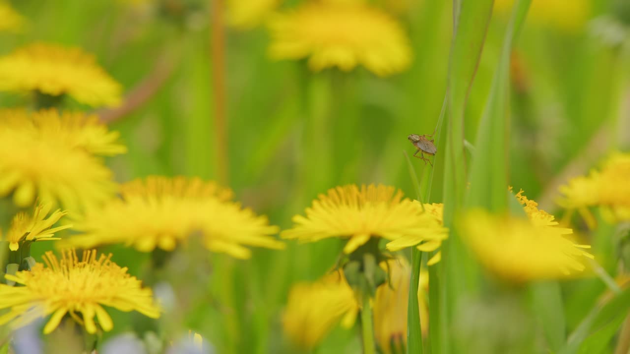 夏天的草地，黄色的蒲公英花在绿色的草地。田野上长着许多蒲公英花。宏观的观点。视频素材