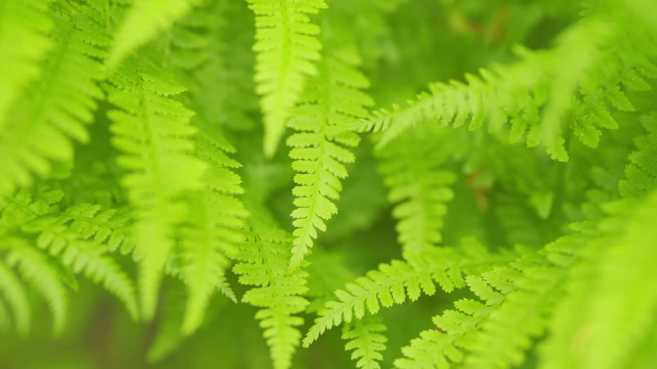 蕨类植物叶子绿叶自然花蕨类背景在阳光。热带森林中新鲜的绿色蕨类植物叶子。关闭了。视频素材