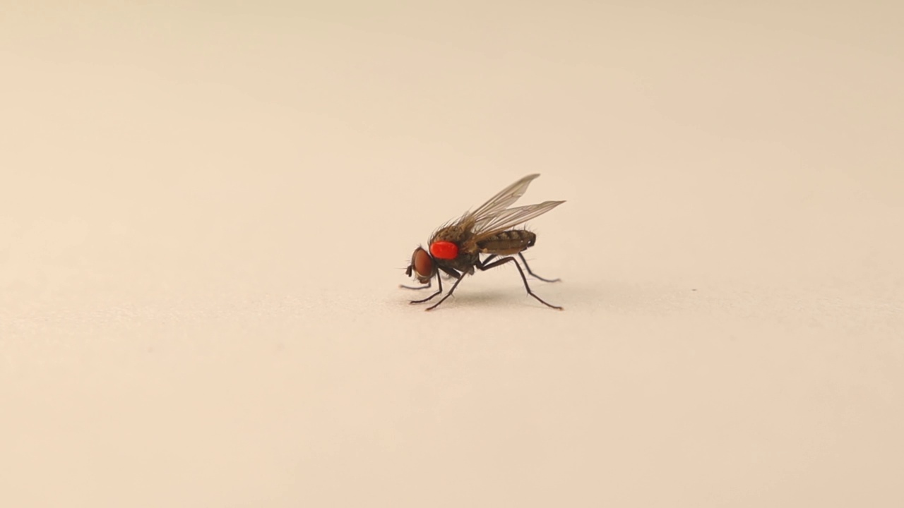 携带包膜螨的家蝇(红色身体:螨、蜱)
注意寄生虫的移动。
宏观家蝇，寄生虫。
在白色背景上分离的昆虫。
昆虫,昆虫,虫子。
生物防治视频下载