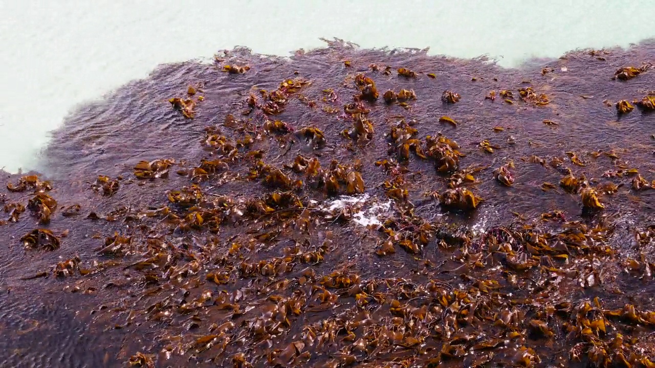英国苏格兰设得兰群岛圣尼安岛上的海带。视频素材