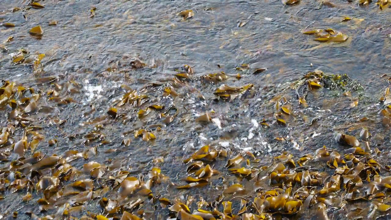 英国苏格兰设得兰群岛圣尼安岛上的海带。视频素材