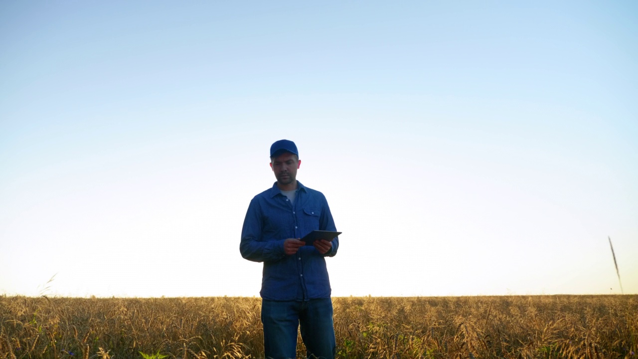 农民商人走在麦田里，在日出时检查麦田里成熟的小麦视频素材