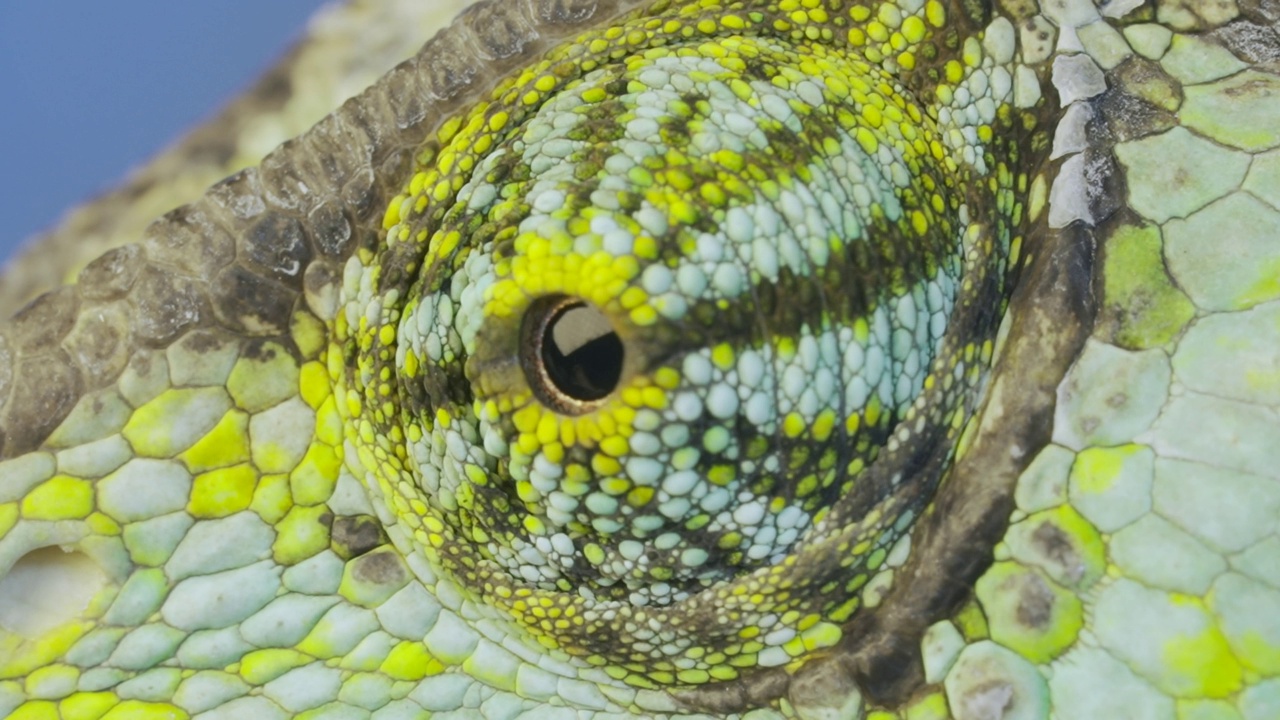 眼睛隐晦的变色龙(Chamaeleo calyptratus)在蓝天背景上的特写视频素材