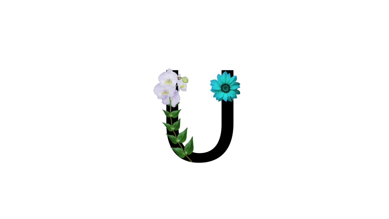 字母U配上白底的花，花在字母上，花开花落视频素材