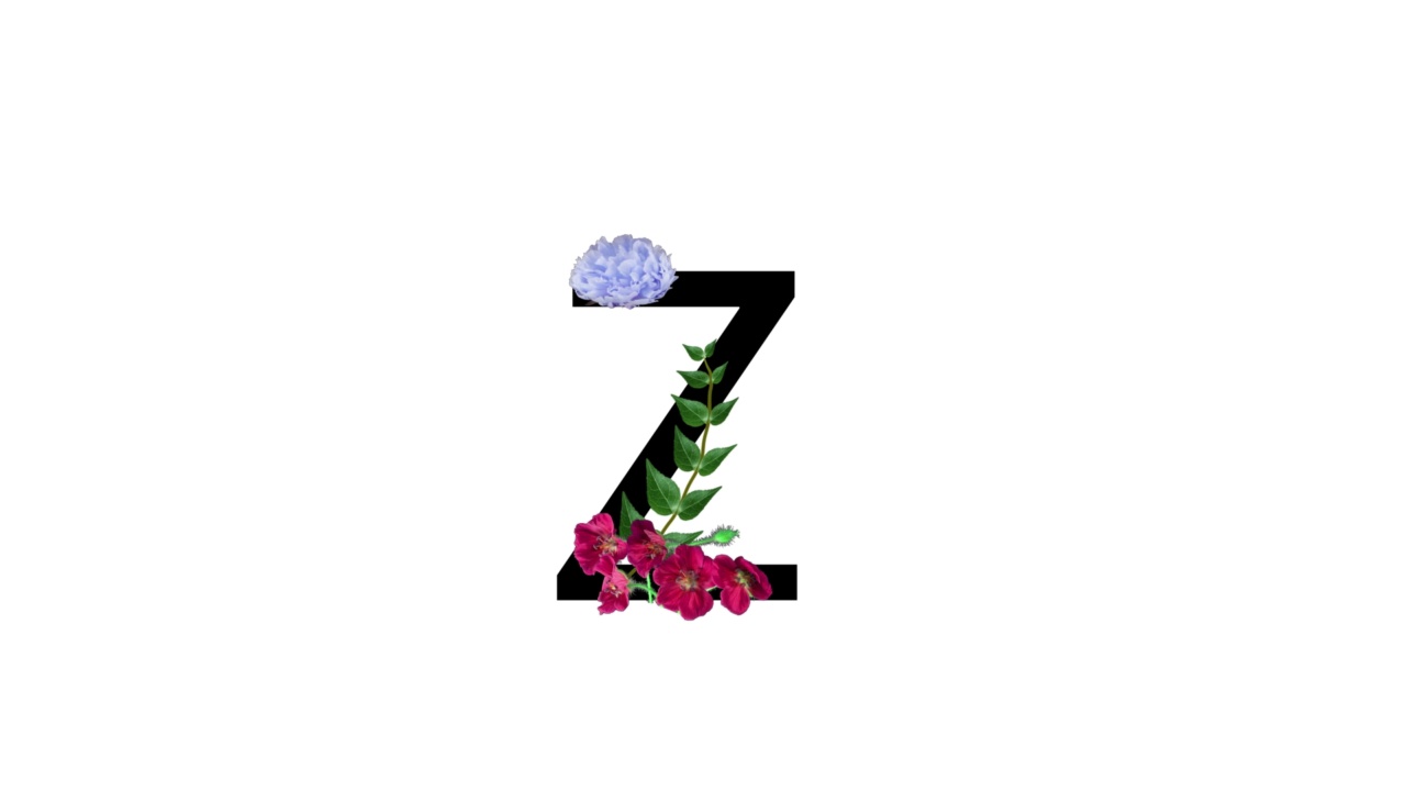 字母Z上有花，白底上有花，花开花落视频素材