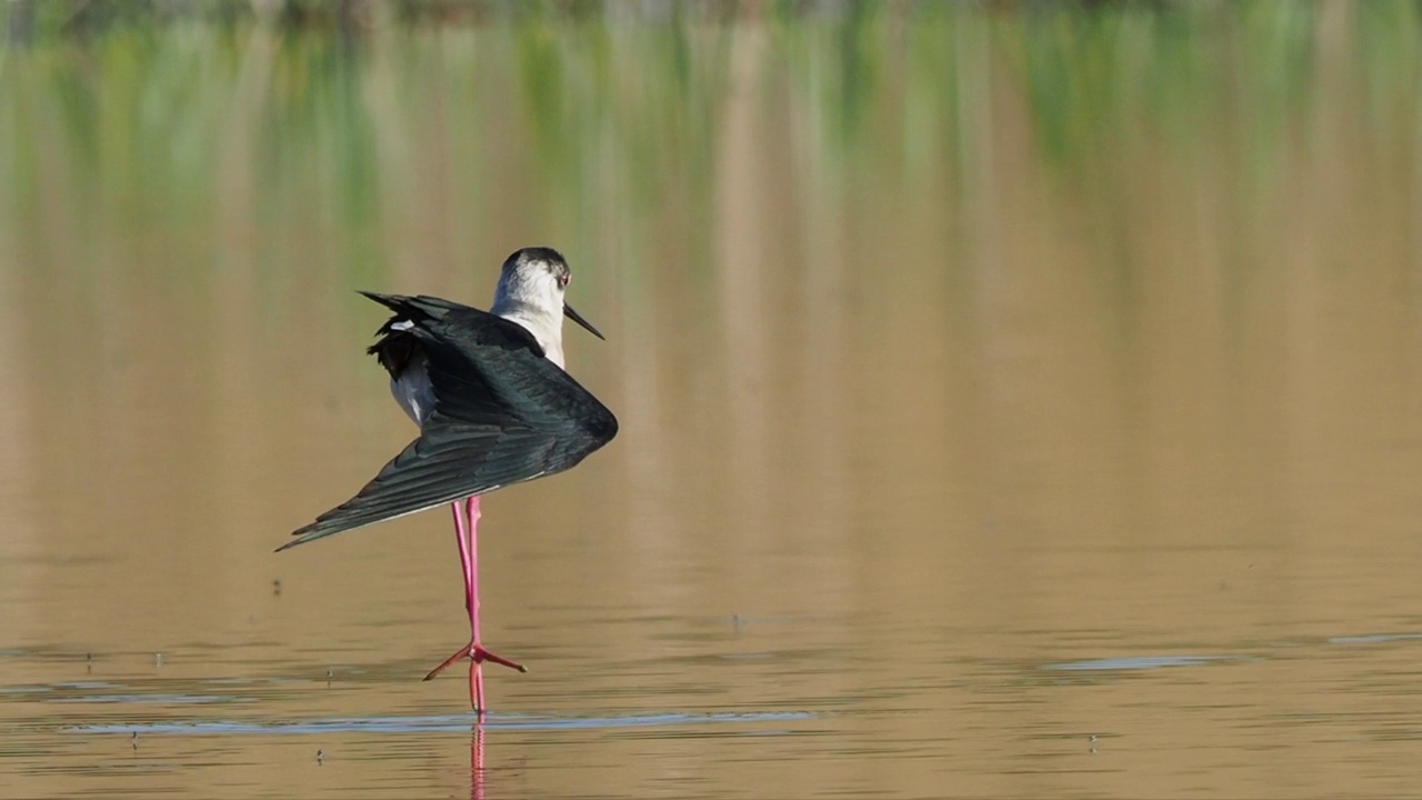 一只黑翅高跷在泻湖中整理羽毛，同时观察蚊子在水面上游荡的特写。Himantopus Himantopus。视频下载
