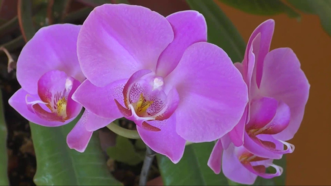蝴蝶兰花或兰花(拉丁文。兰科植物)淡紫色的视频下载