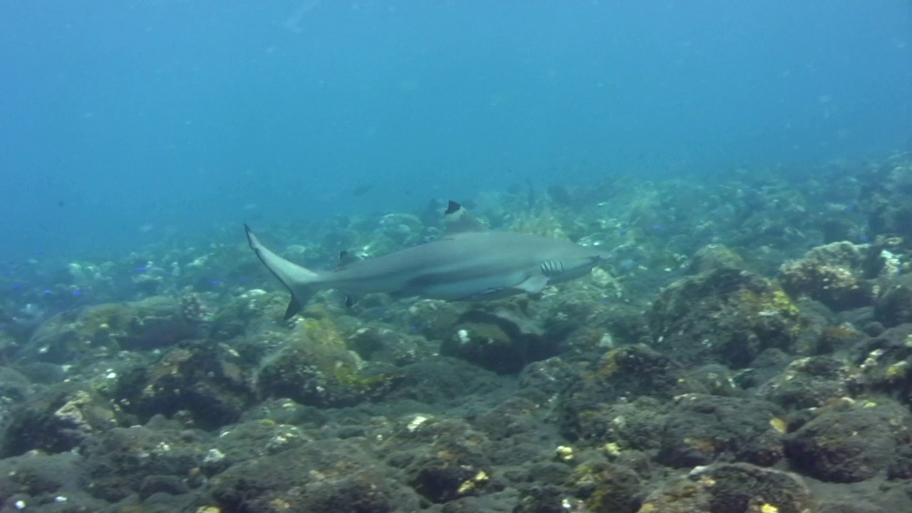 黑鳍礁鲨(Carcharhinus melanopterus)游近视频下载
