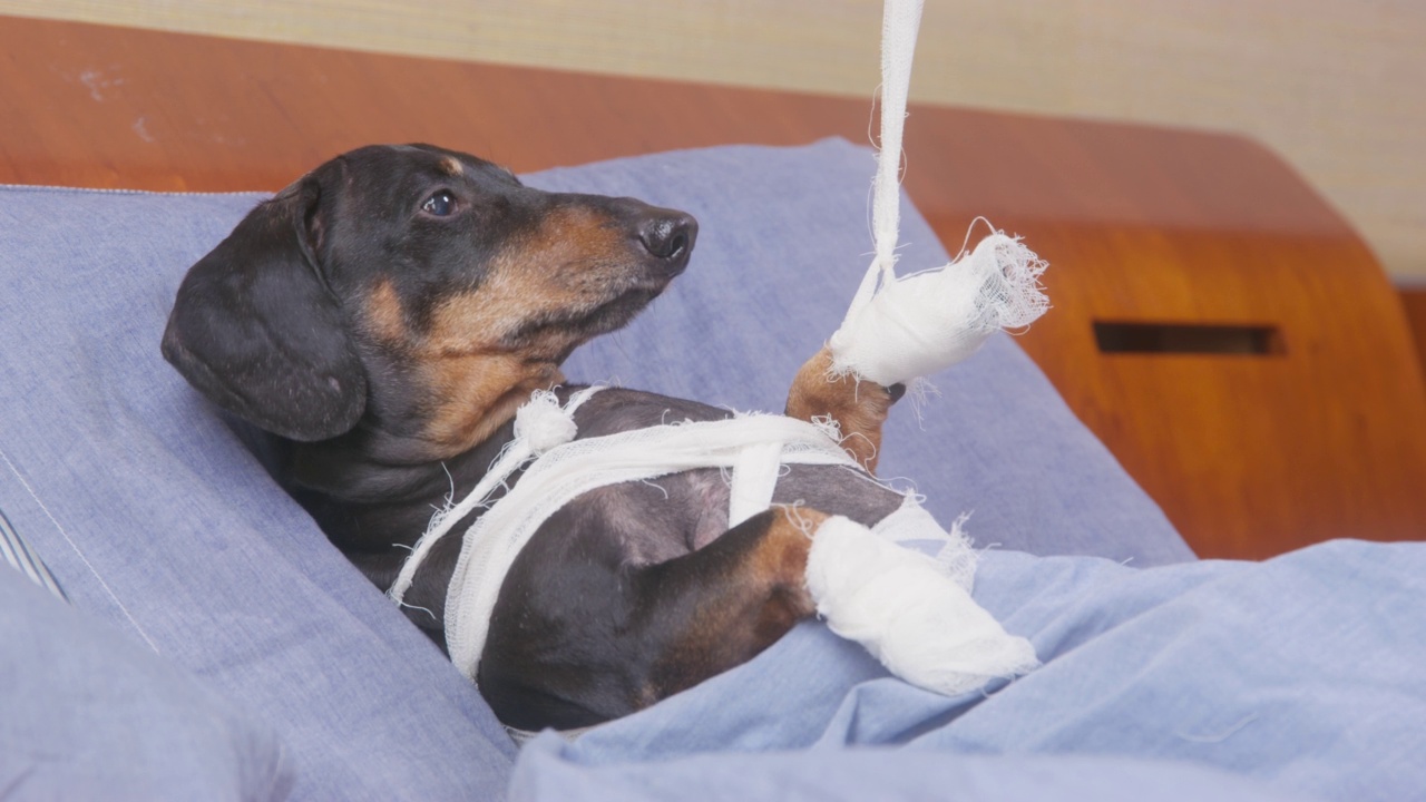 不幸的腊肠狗发生了意外，现在躺在医院病房里，断爪用石膏用特殊系统固定，使宠物在愈合和治疗过程中不会伤害它视频下载