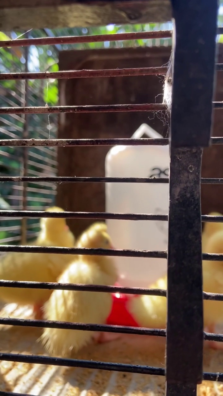 早晨有阳光的笼子里的小鸭视频下载