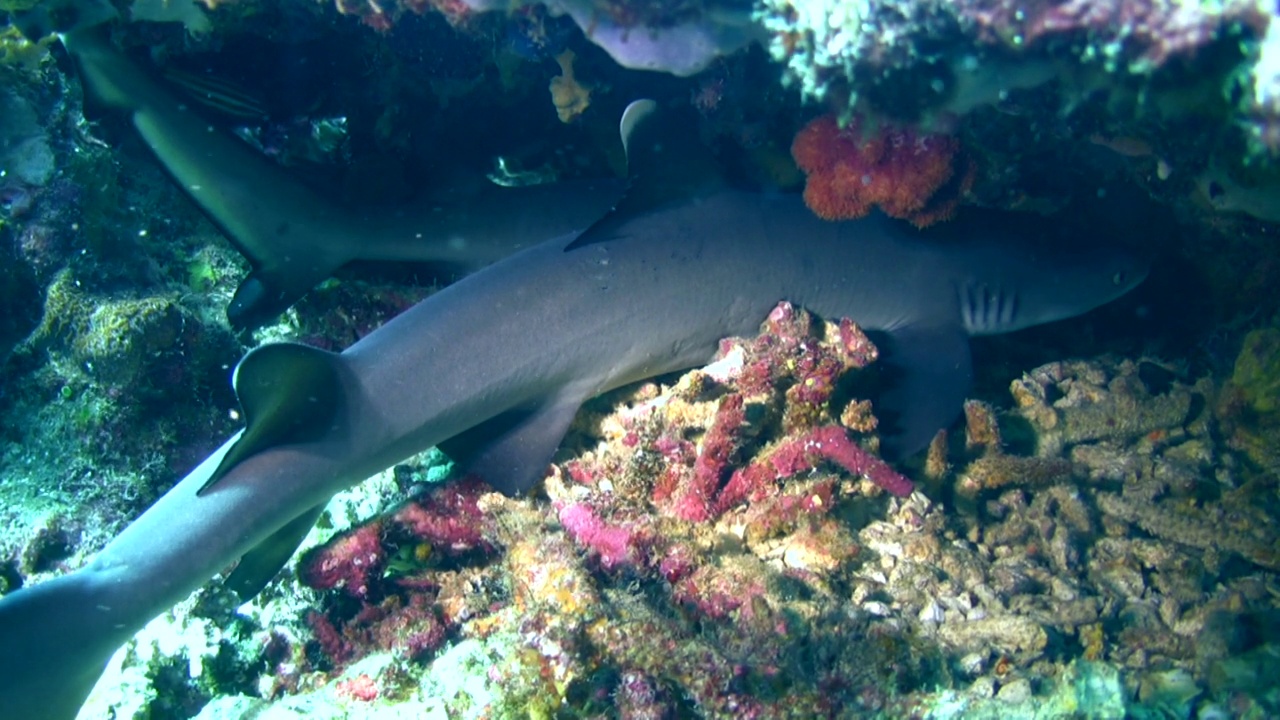 躺在珊瑚下的白鳍鲨(三齿鲨)视频下载