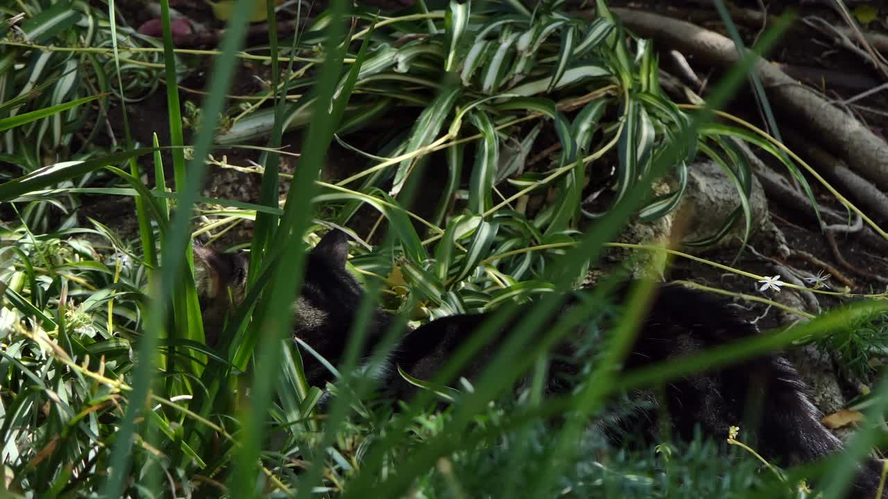 猫躺在高高的草地上，用绿色的左眼看着镜头视频素材