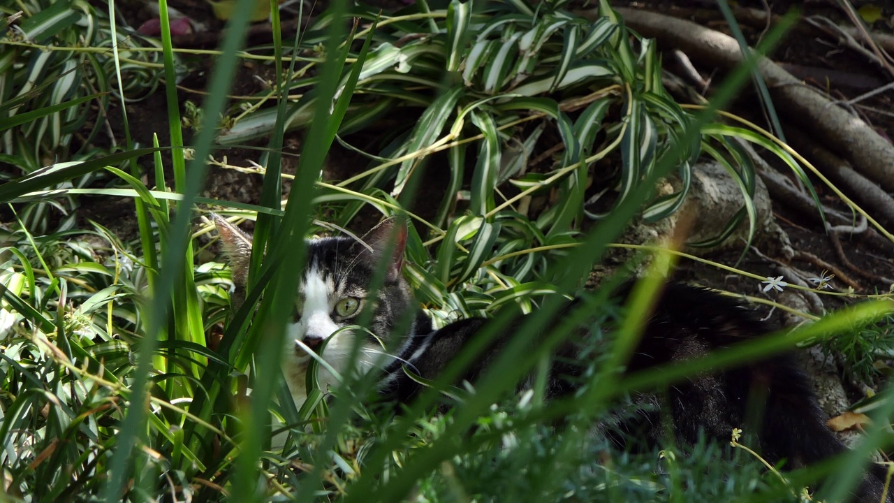 躺在高高的草丛里的猫用绿色的右眼看着镜头视频素材