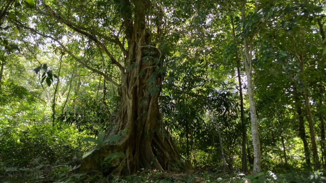 在阳光下的热带森林中，大榕树被平移拍摄。视频下载
