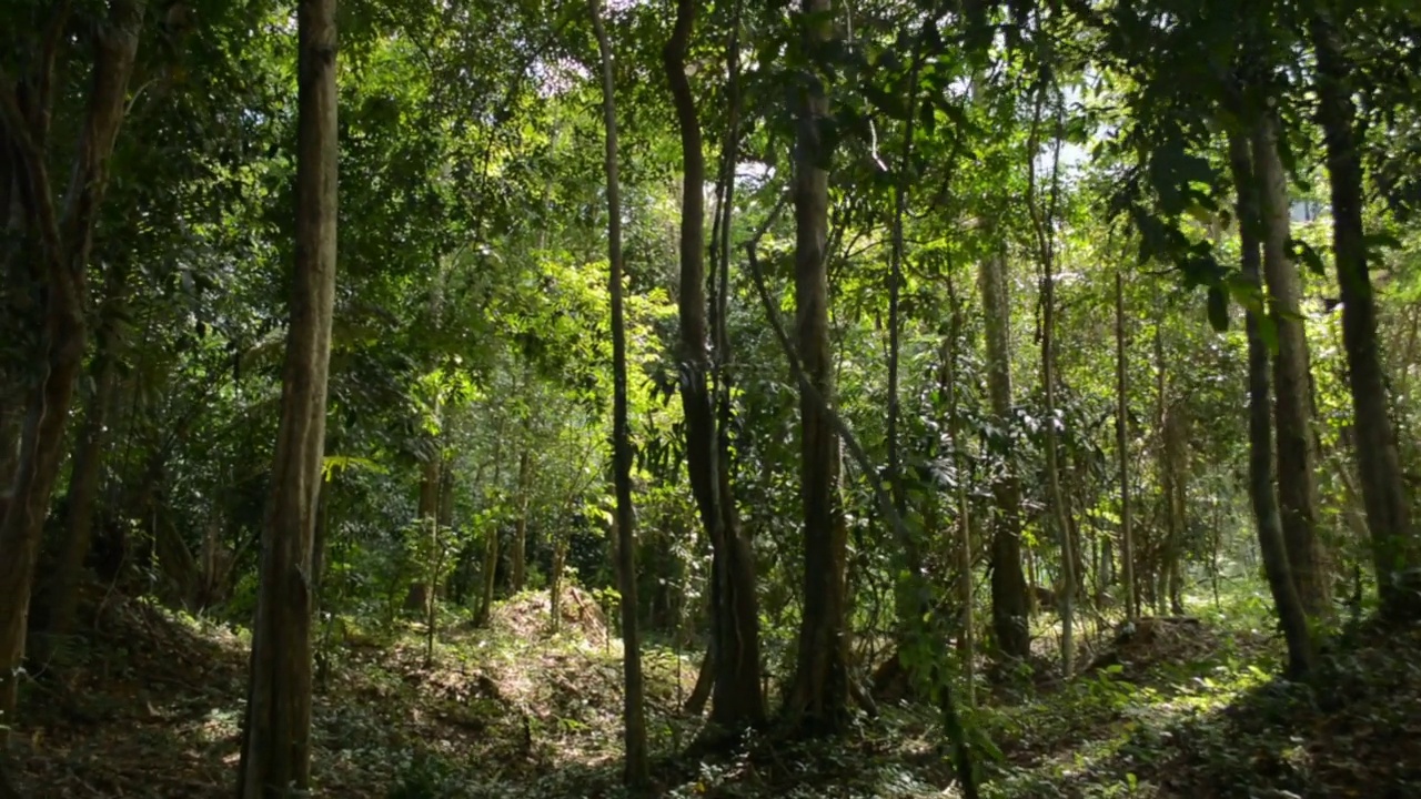 在阳光下徒步穿越郁郁葱葱的热带森林。视频素材