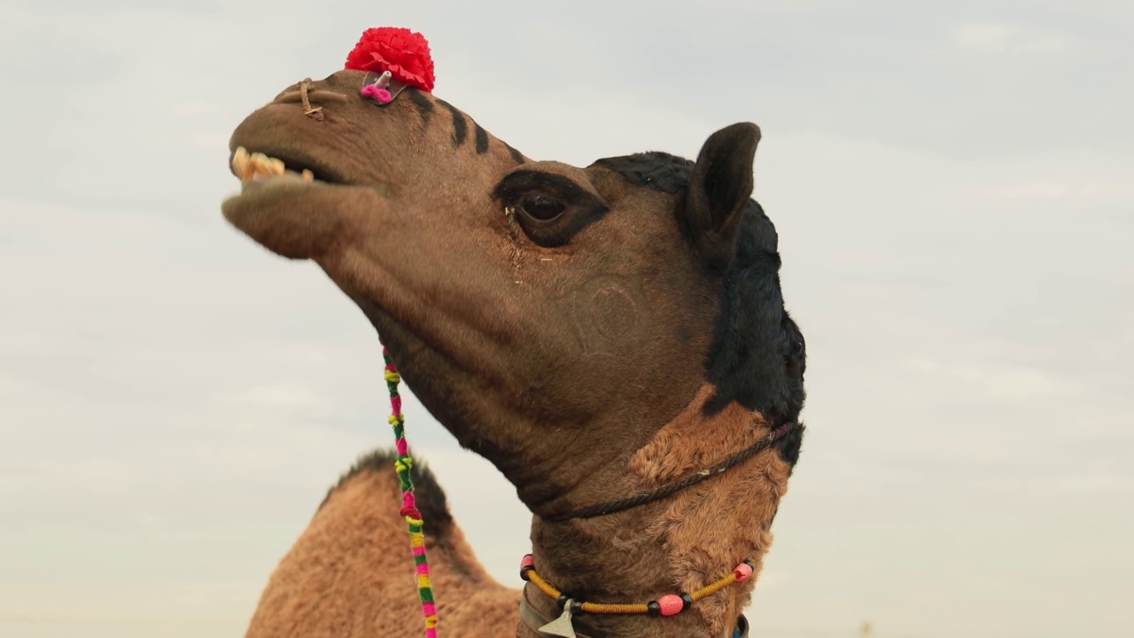 普什卡尔集市上的骆驼，也被称为普什卡尔骆驼集市或当地称为Kartik Mela，是印度拉贾斯坦邦普什卡尔镇每年举行的多日牲畜集市和文化活动。视频素材