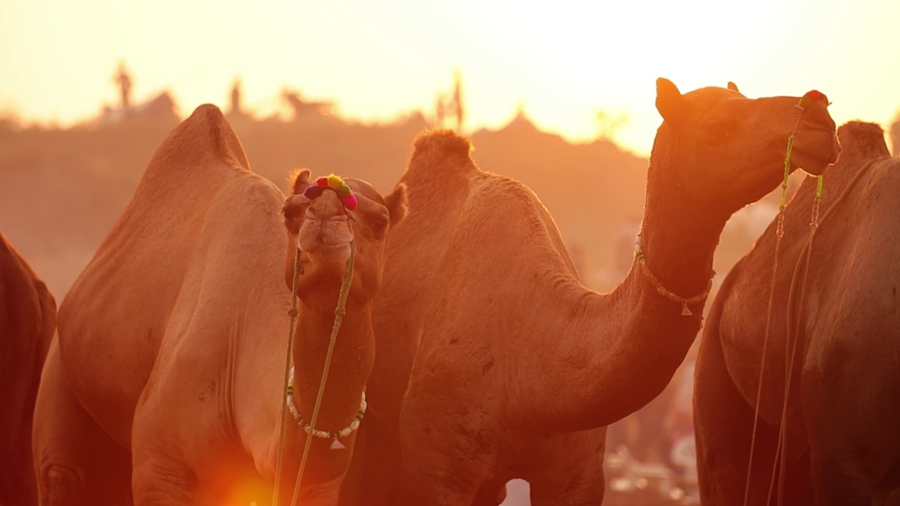 普什卡尔集市上慢动作的骆驼，也被称为普什卡尔骆驼集市或当地称为Kartik Mela，是印度拉贾斯坦邦普什卡尔镇每年举行的多日牲畜集市和文化活动。视频素材